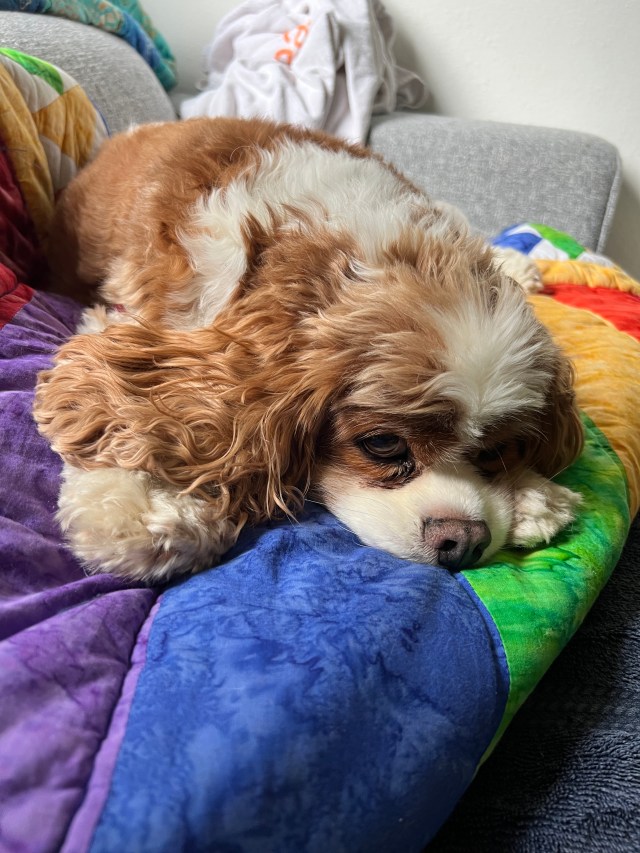 Image of a sleeping puppy on a colorful blanket